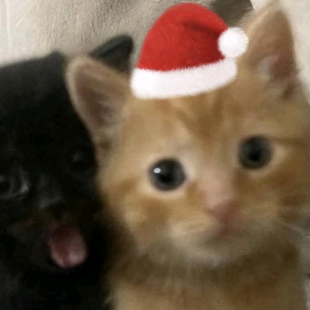 异瞳白猫可以吃抹茶芭菲