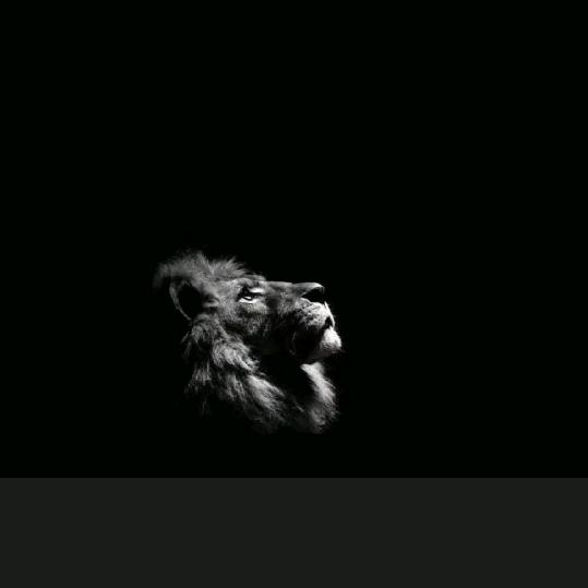 🦁.