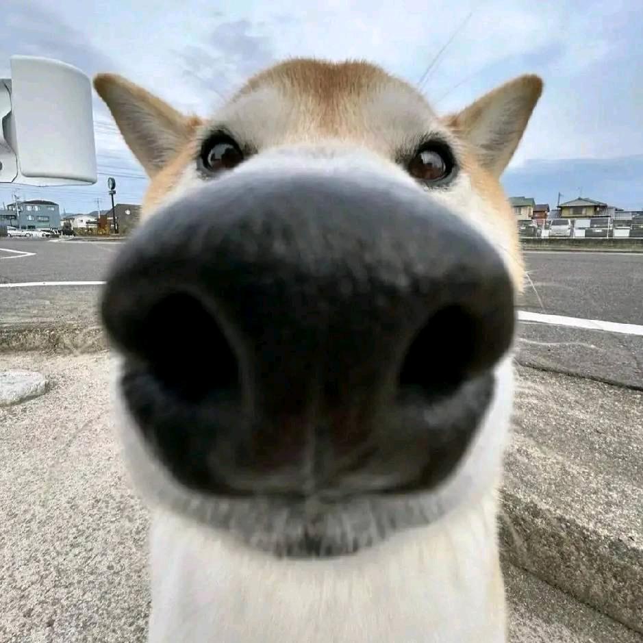 好棱
