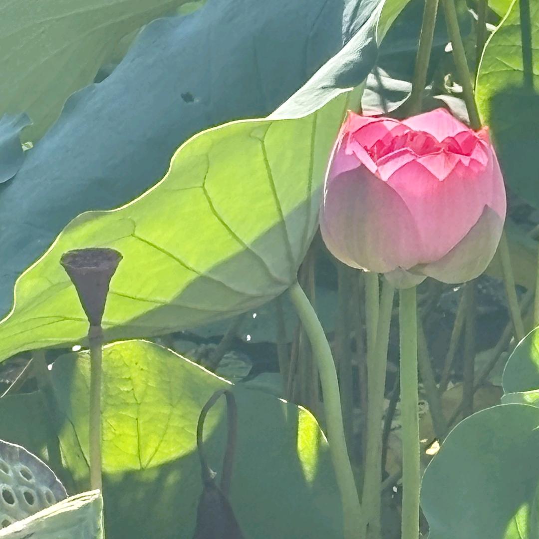 别看我是一只杨