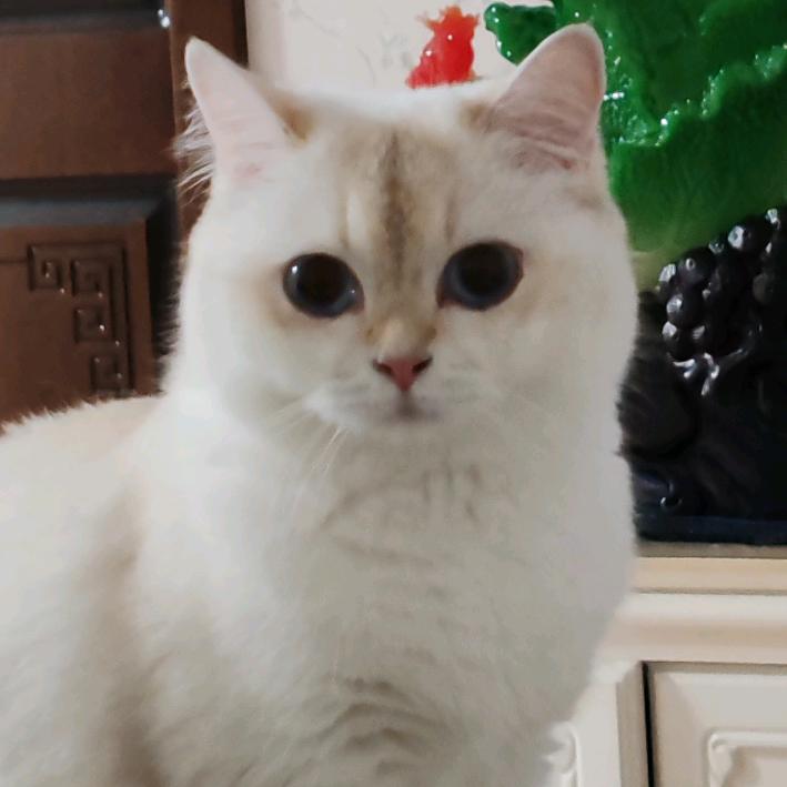 新手猫咪星