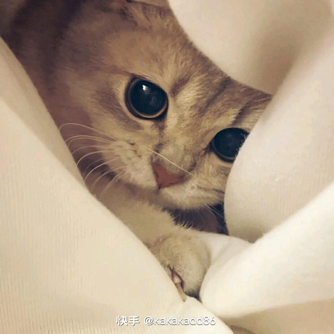 🍀黎池