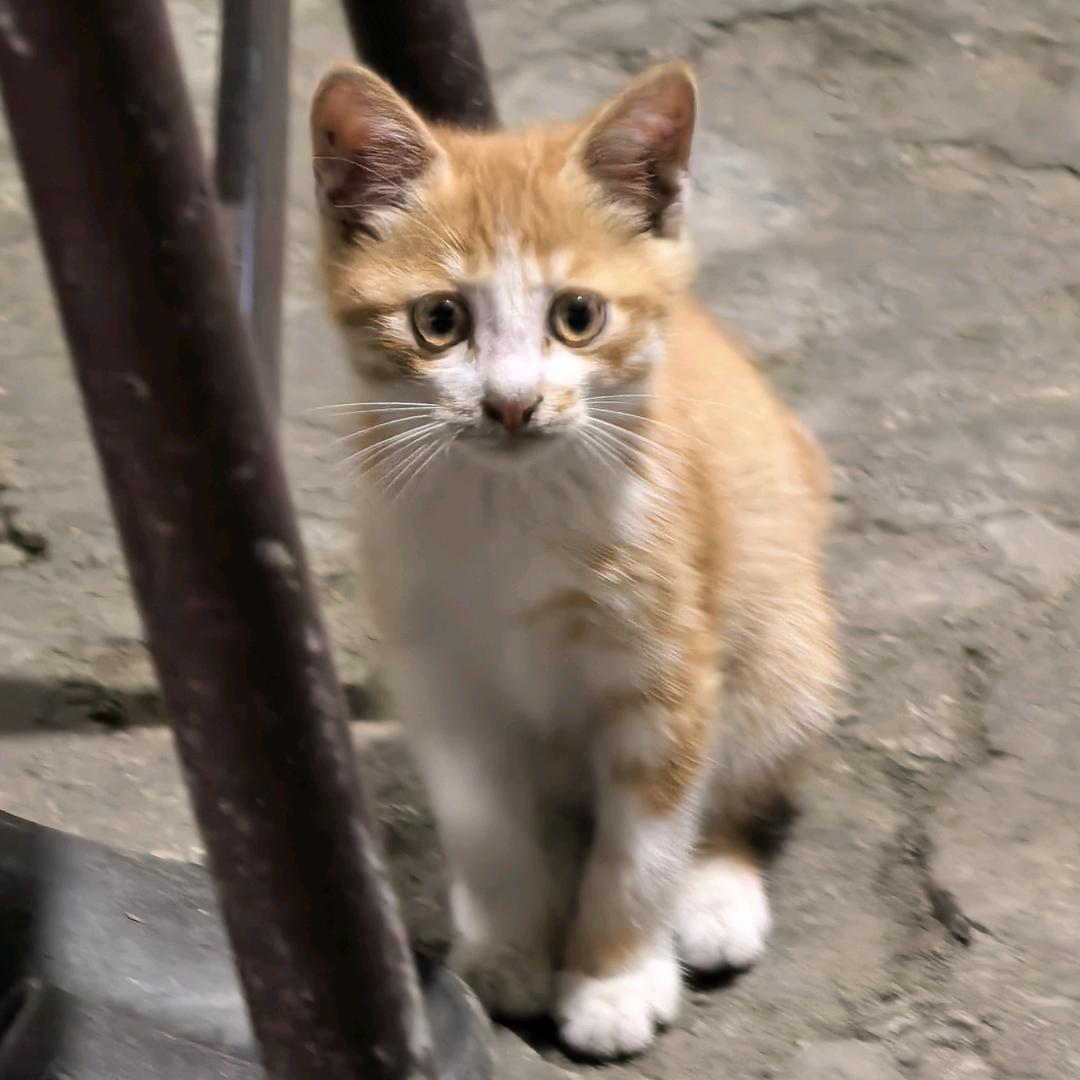 猫 w.↜(˵•̀ᴗ•́ฅ