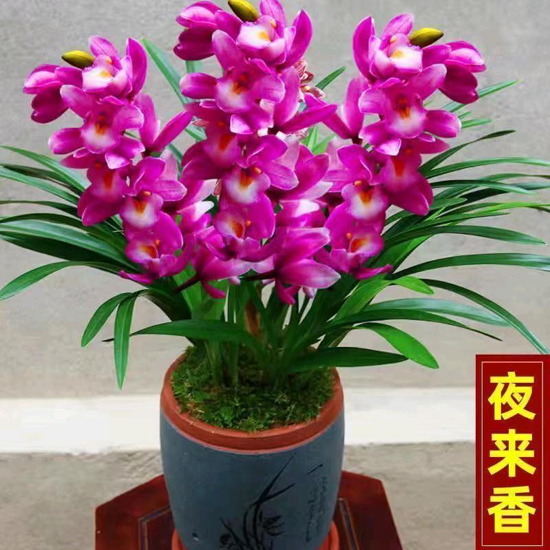 回忆姐