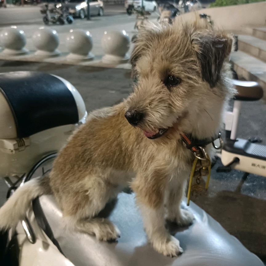 小虎乐乐小小（生日快乐6月3日）8013