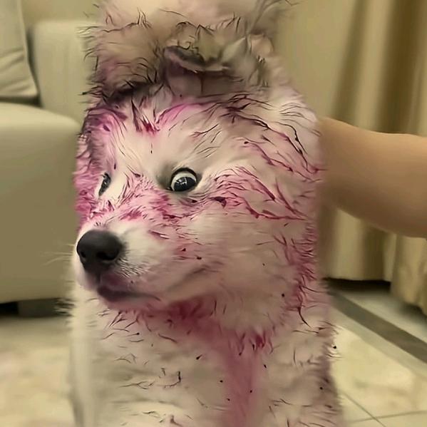 骑狗啃志函