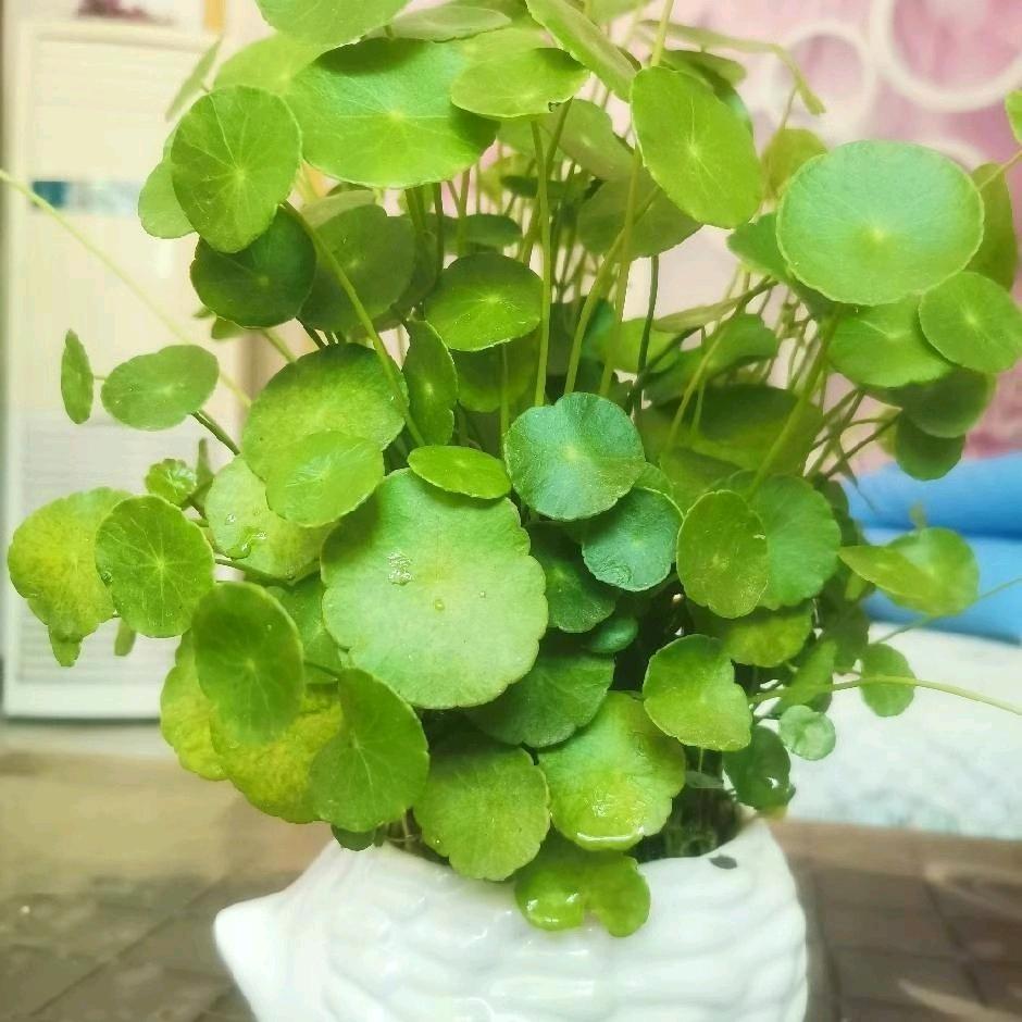 好人好梦