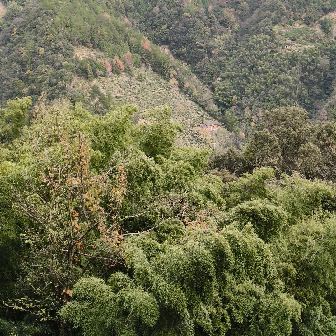 祁旸茶厂