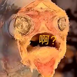 不要抢我的食物