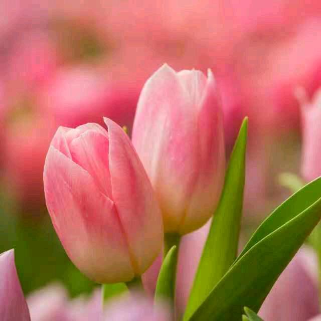 💐薄荷糖🍬