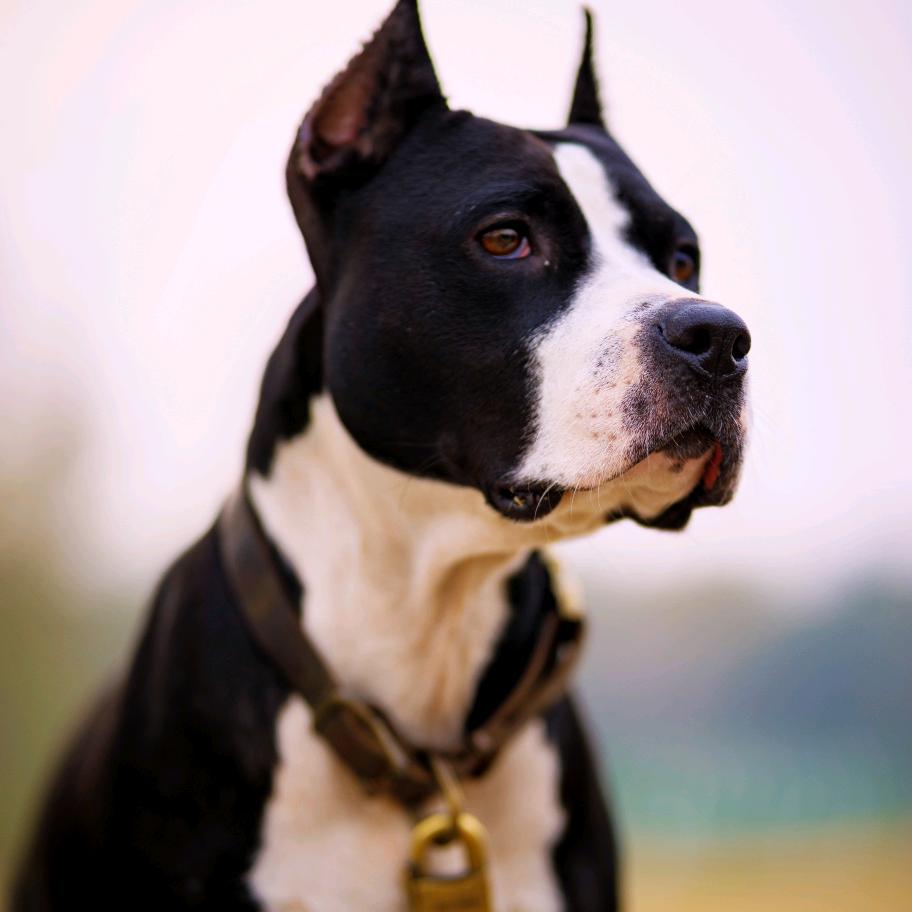 米多多爱吃爆米花