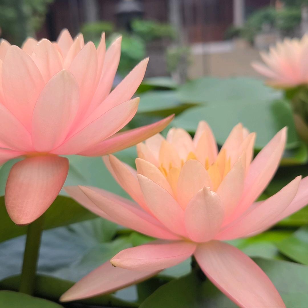 青草绿叶