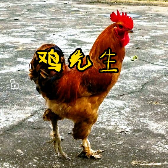 轮牧生态放养土鸡（公益）