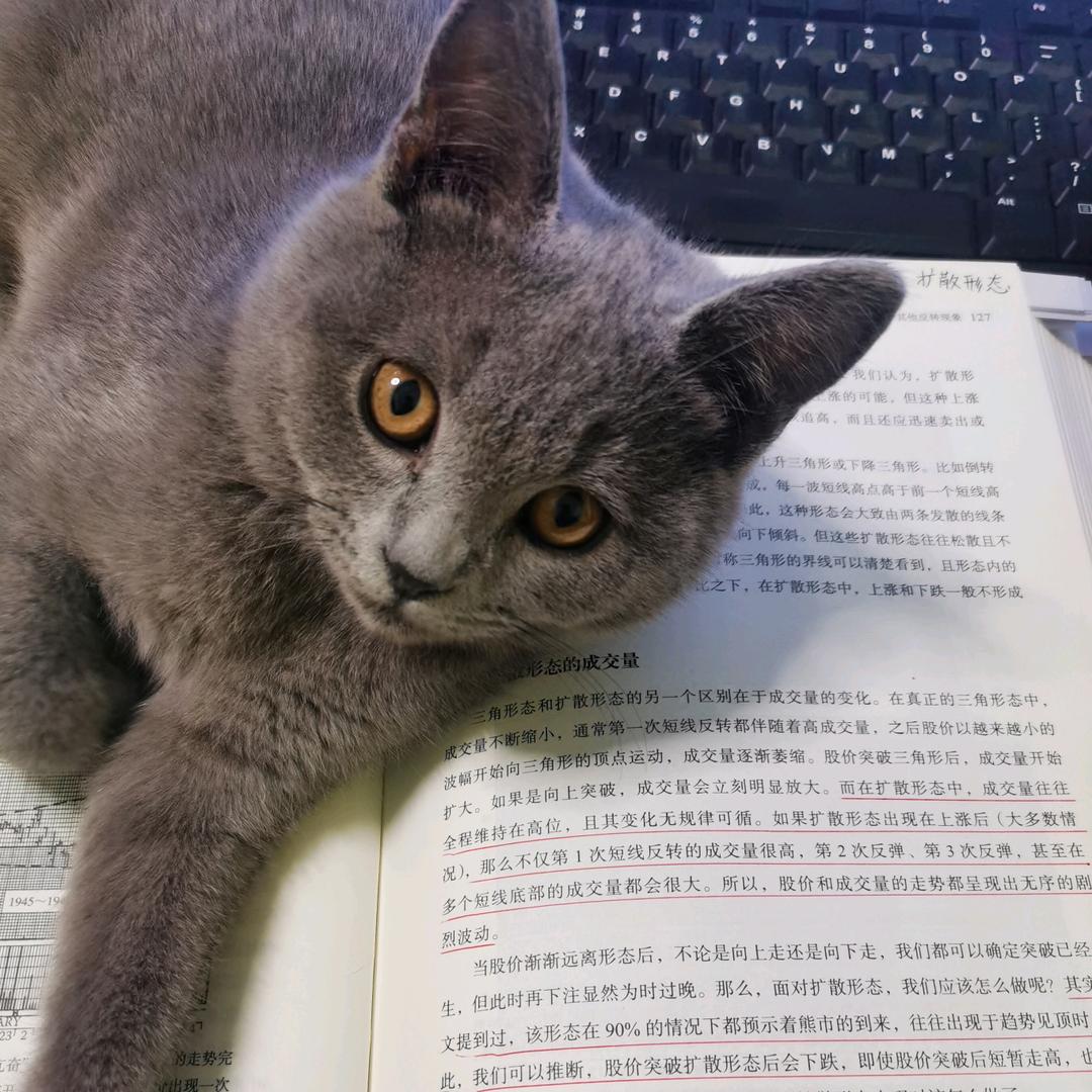 爱学习的猫