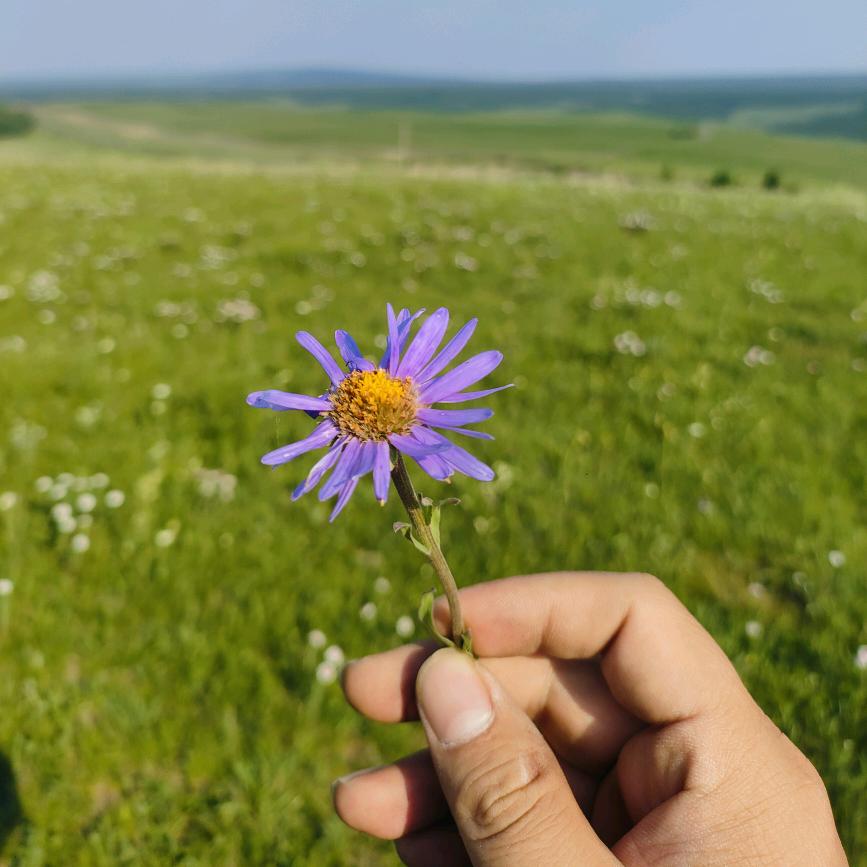 五阿哥（腾盛烟花🎆🎆）