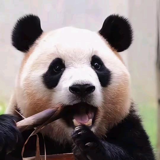 岚儿
