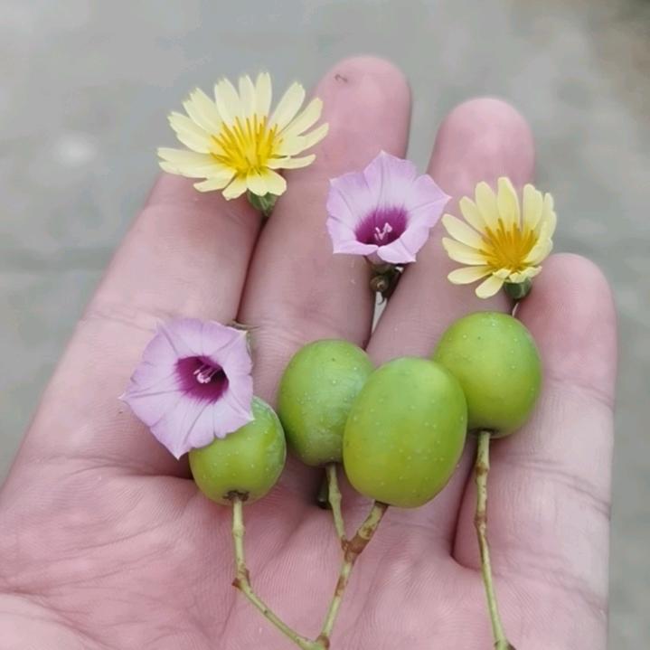 贵州华达农业