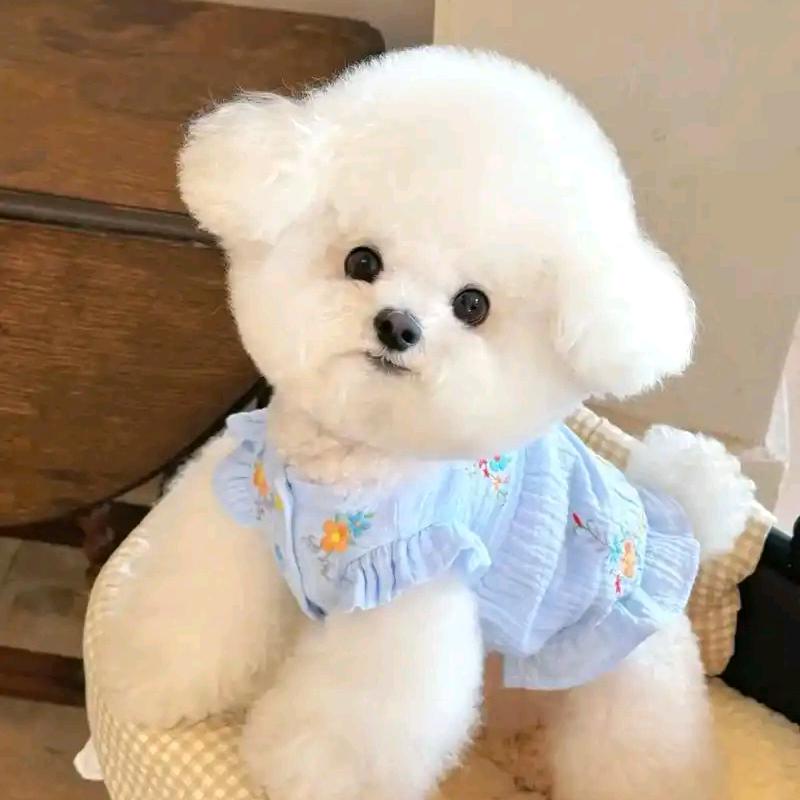 铁蛋有只臭脚丫