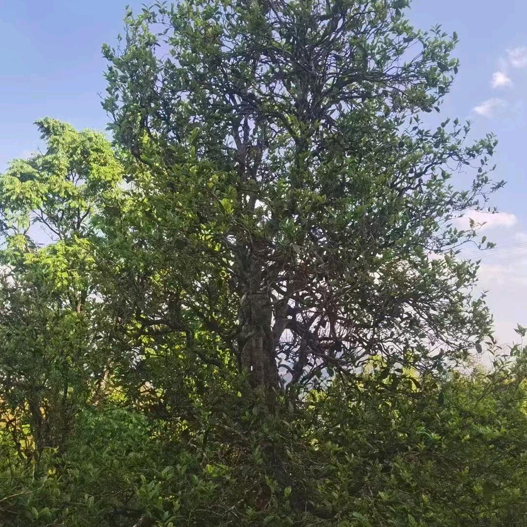 云南邦东古树茶，小杨同学