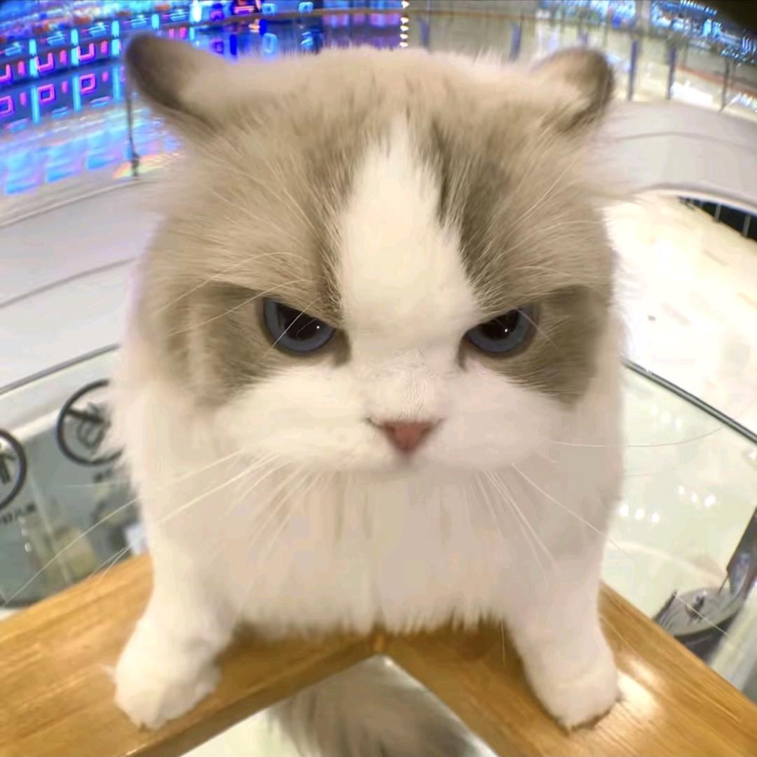 甜弟小文