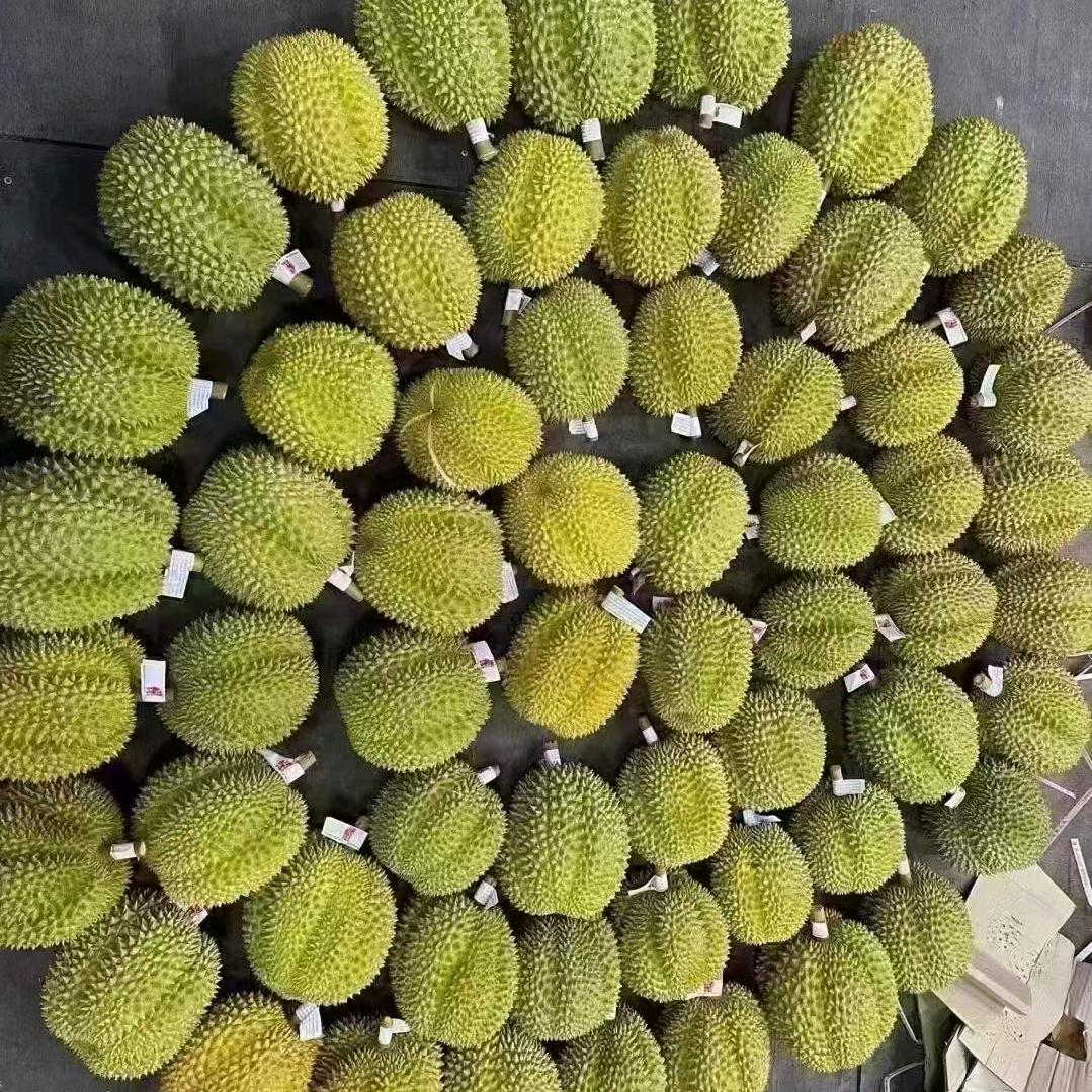 高碑店代采  老焦