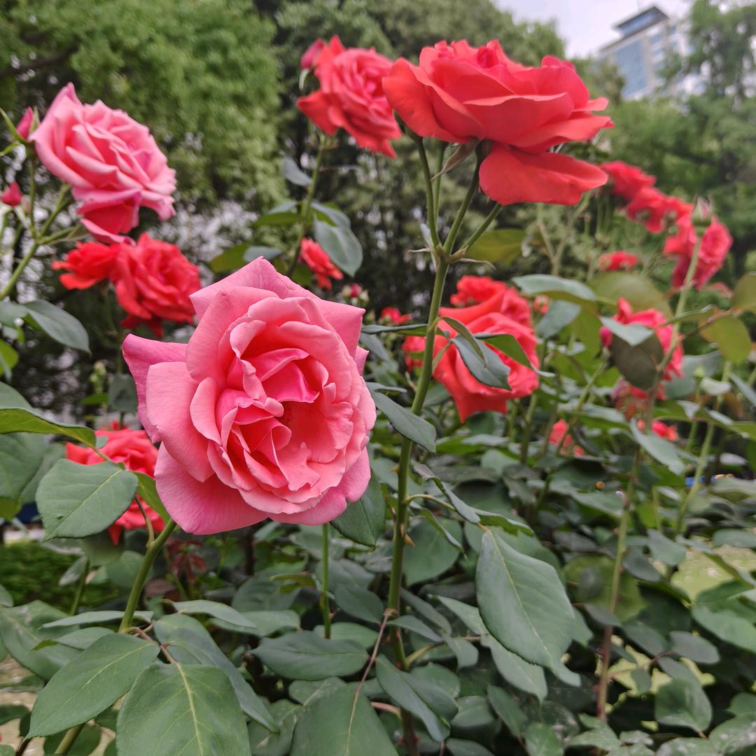 一王🌹🌹情深🌹🌹🌹