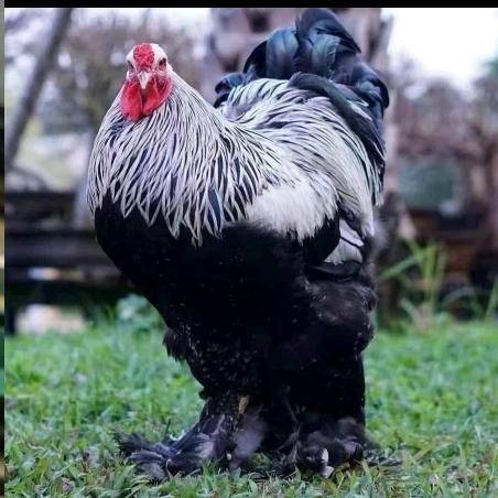 司晨养殖创意生活坊