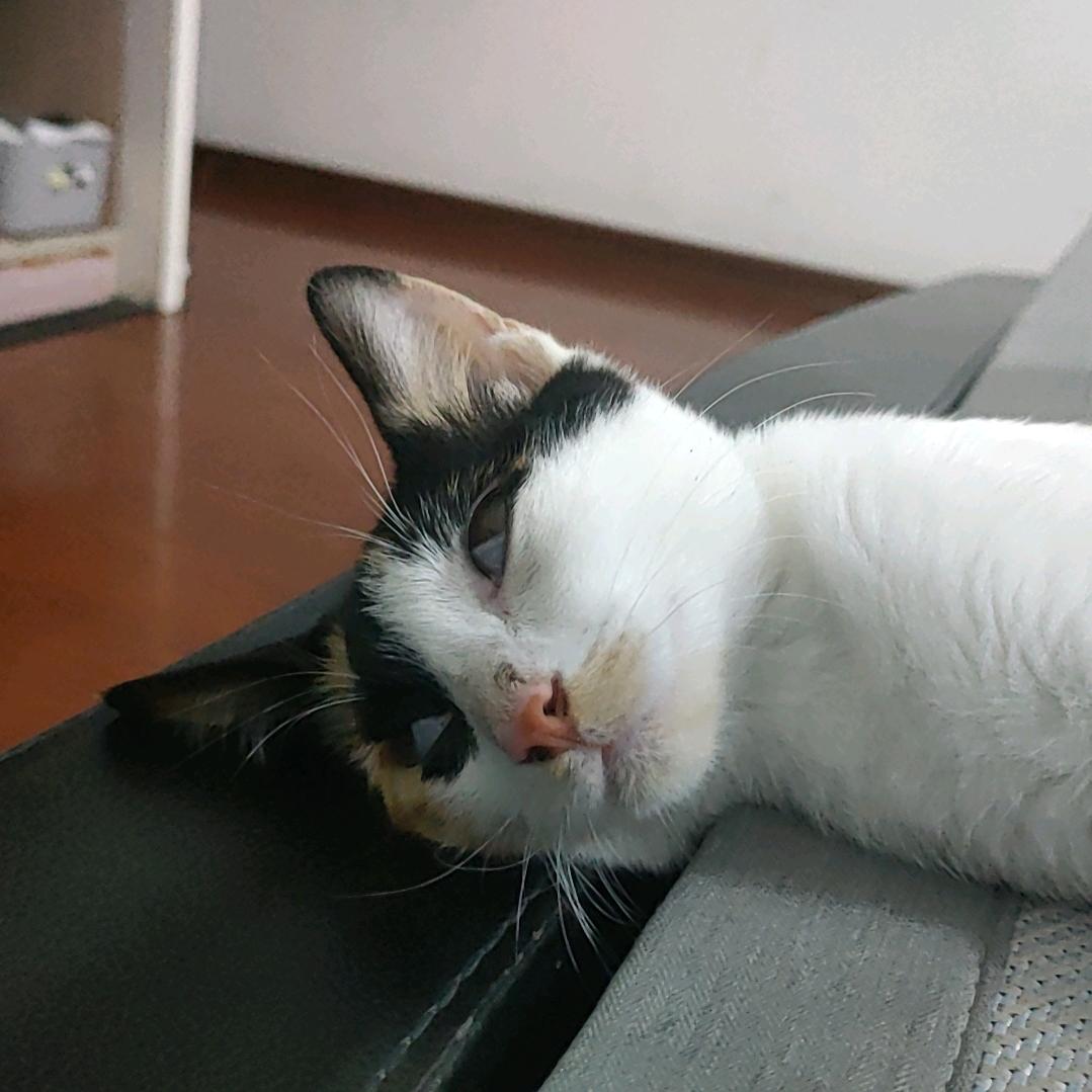 🌈羲和(｢･ω･)｢