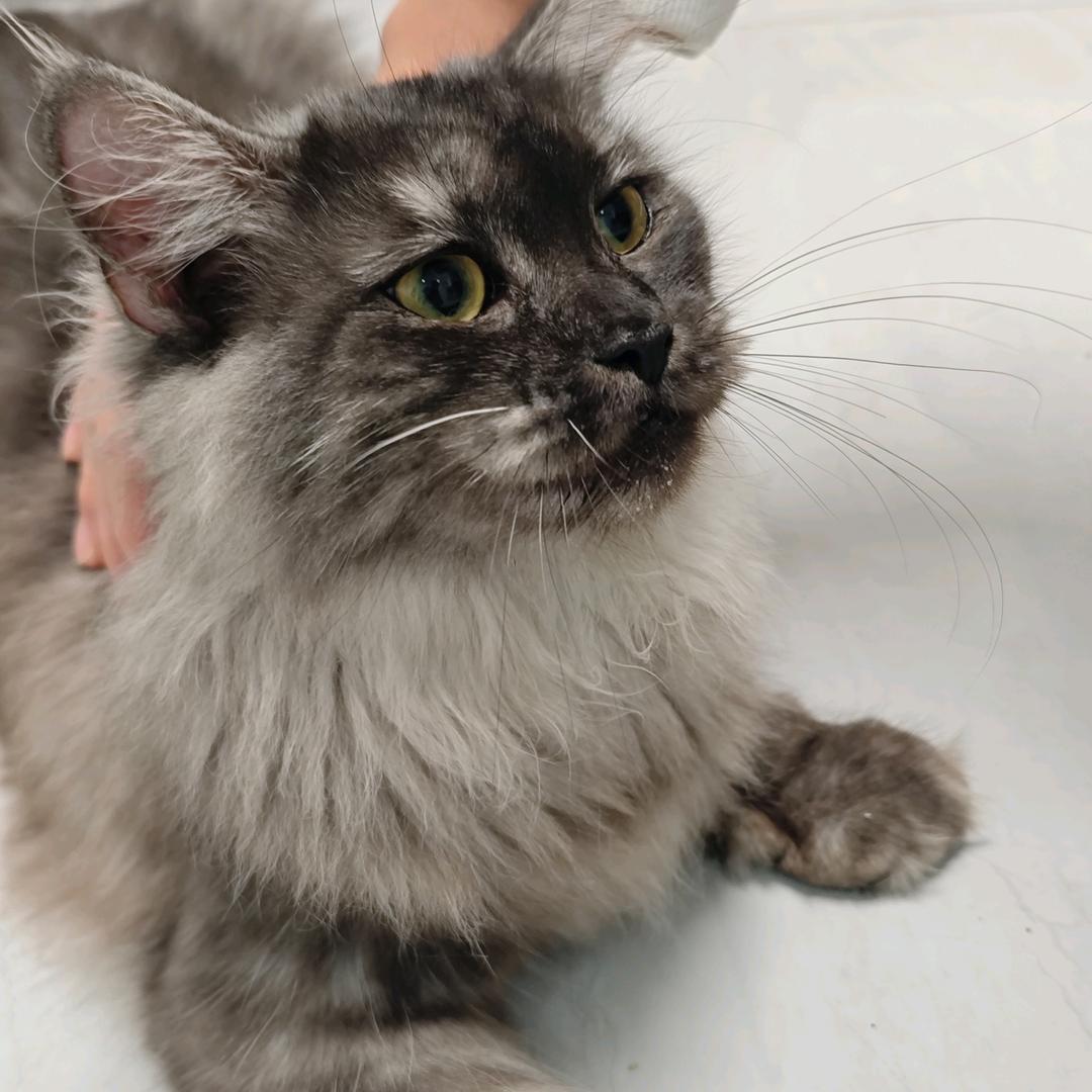 小羊减肥专用号（瘦不下来不换名）