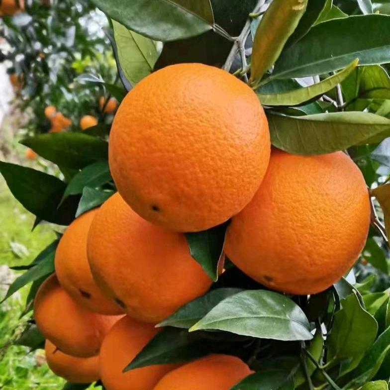 田稼保果树种植小孔