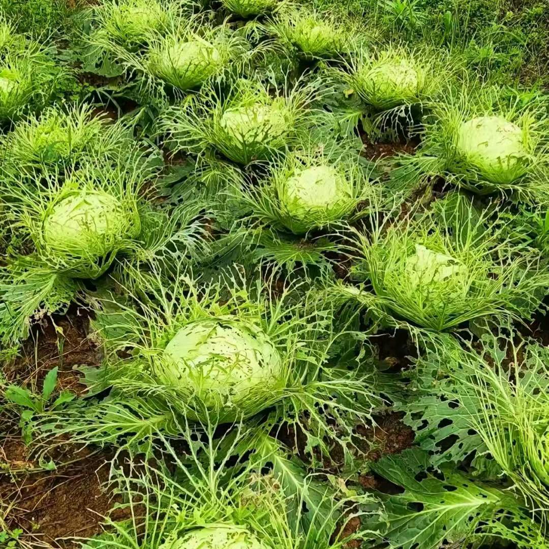 ໑ຼ ₀ ₂ 5🦋故事如酒᭄ꦿൢ໑҉