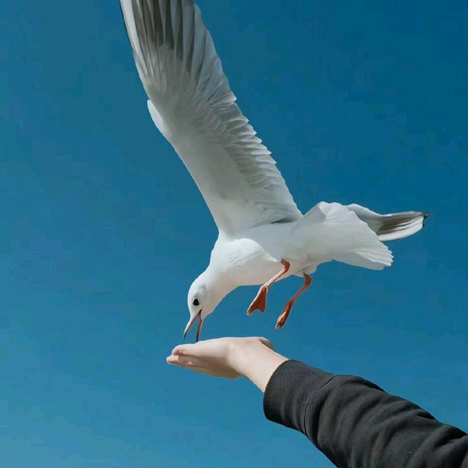 DOUl