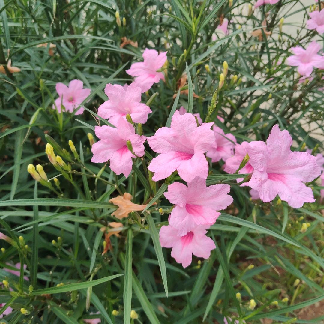 春芳