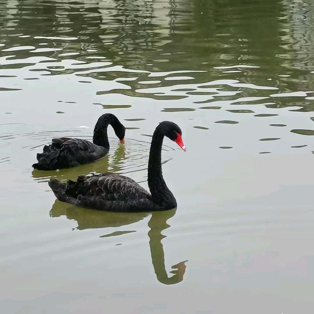 思念