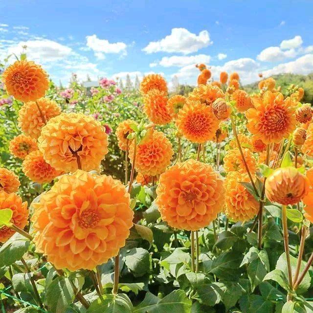 芒果故事