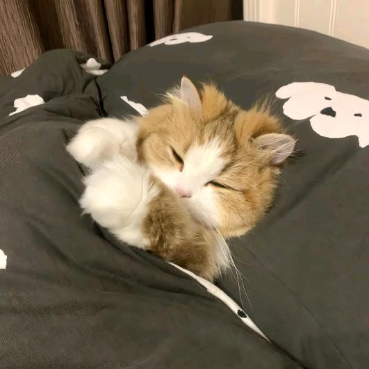 炒鸡小晗 （剪辑团）