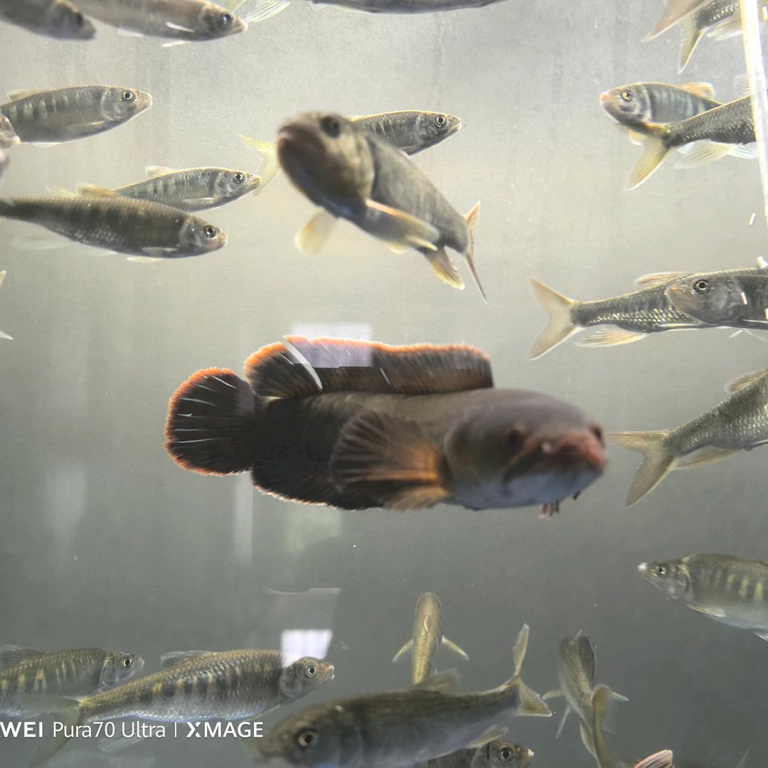 贝塔深圳分塔（溪流钓）