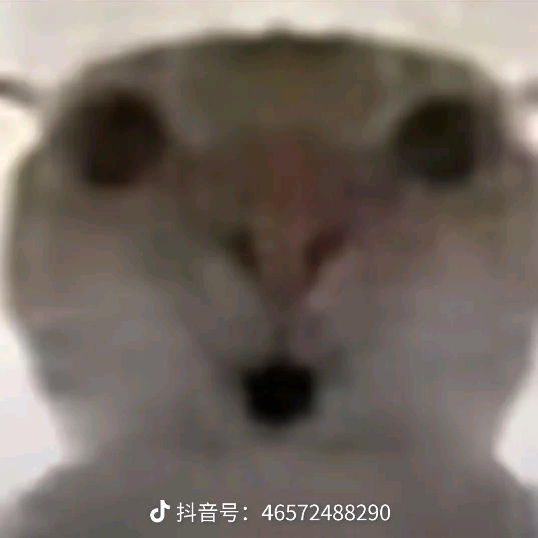 月亮也会说早安（缺板板）