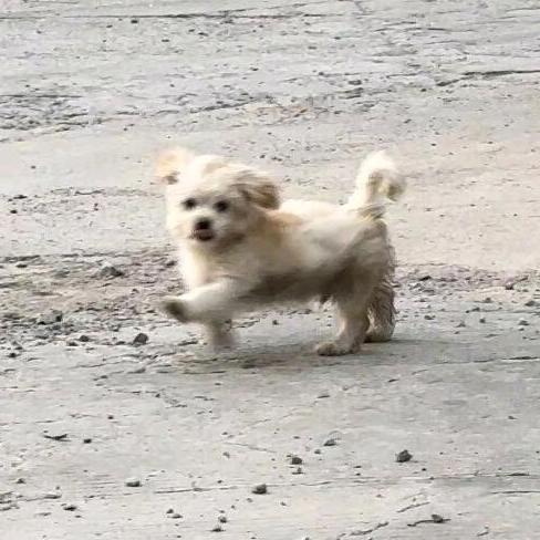 可爱小狗૮・ᴥ - ა