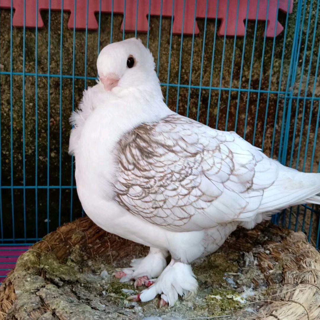 往事随风(妙姐姐)