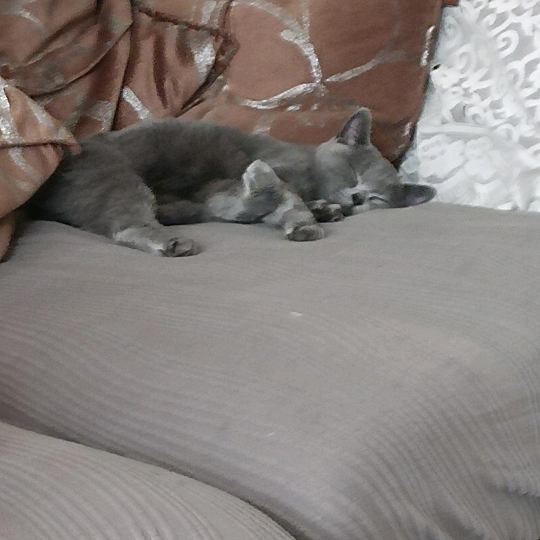 猫猫永存！🐾