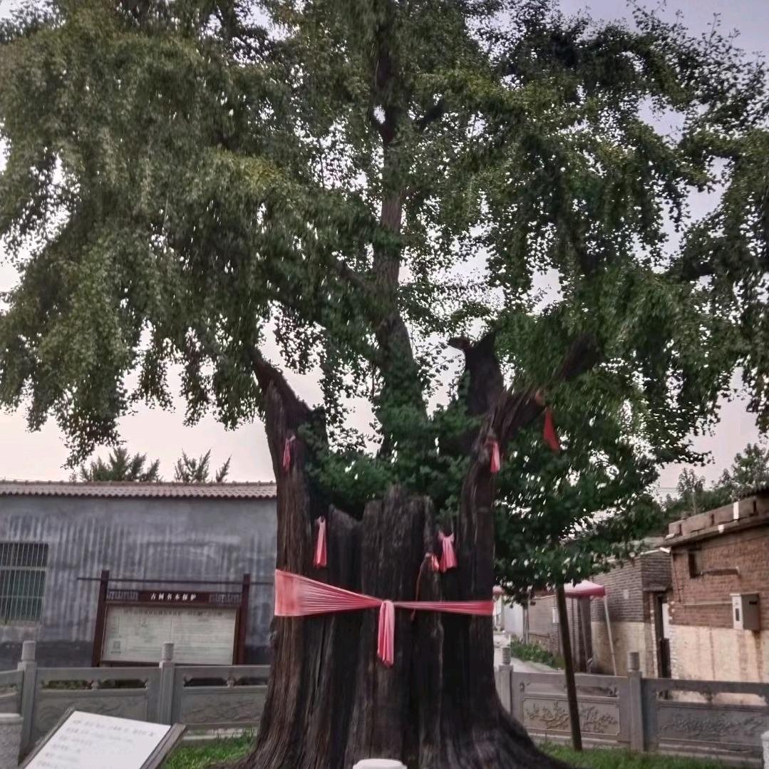 运河龍少