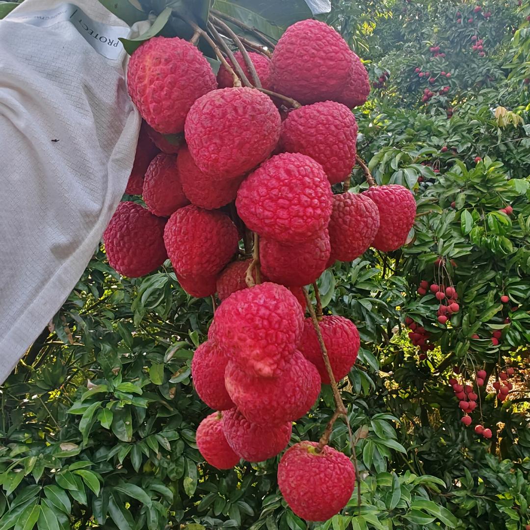 菟丝子