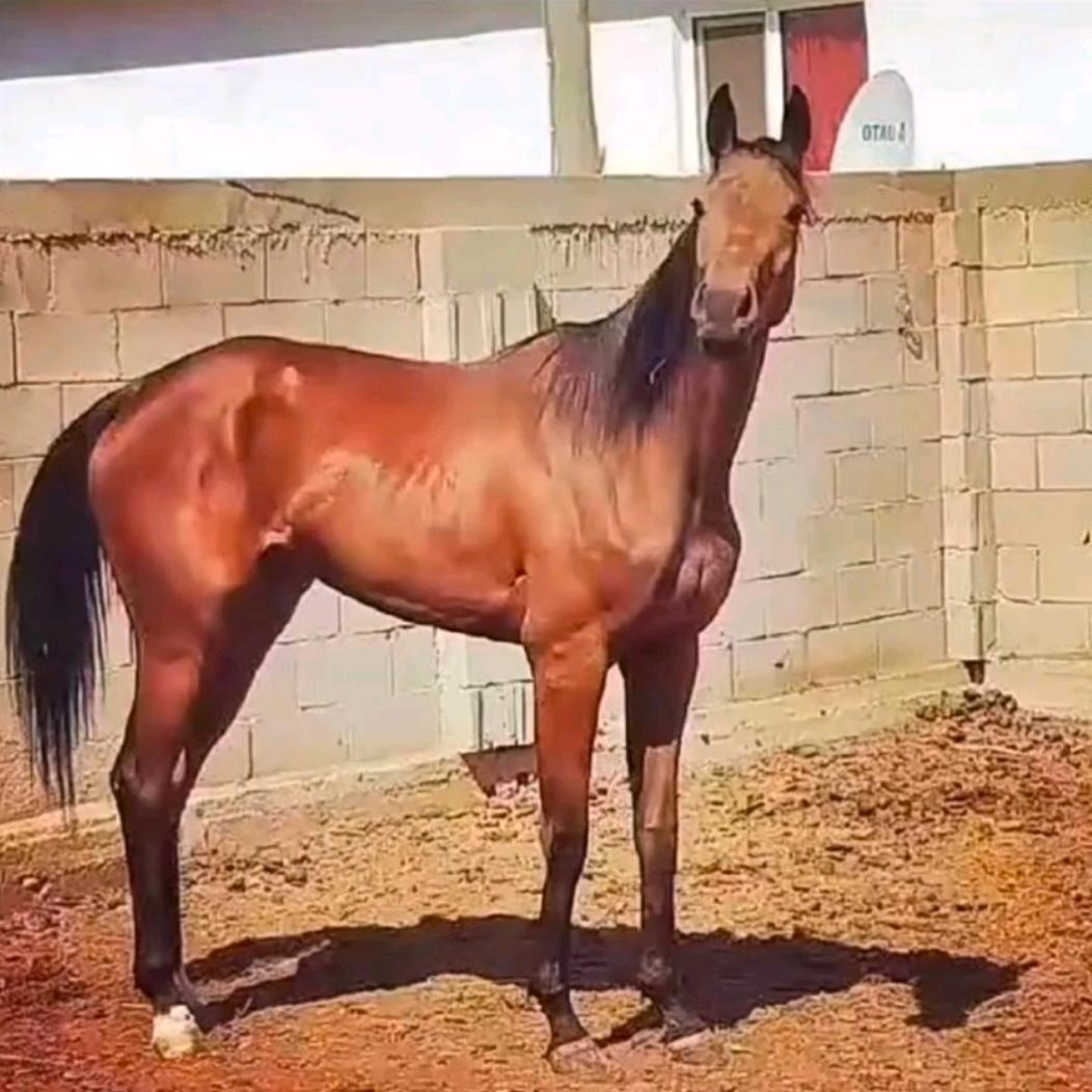 江虎