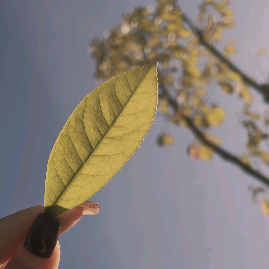 晴空万李☀
