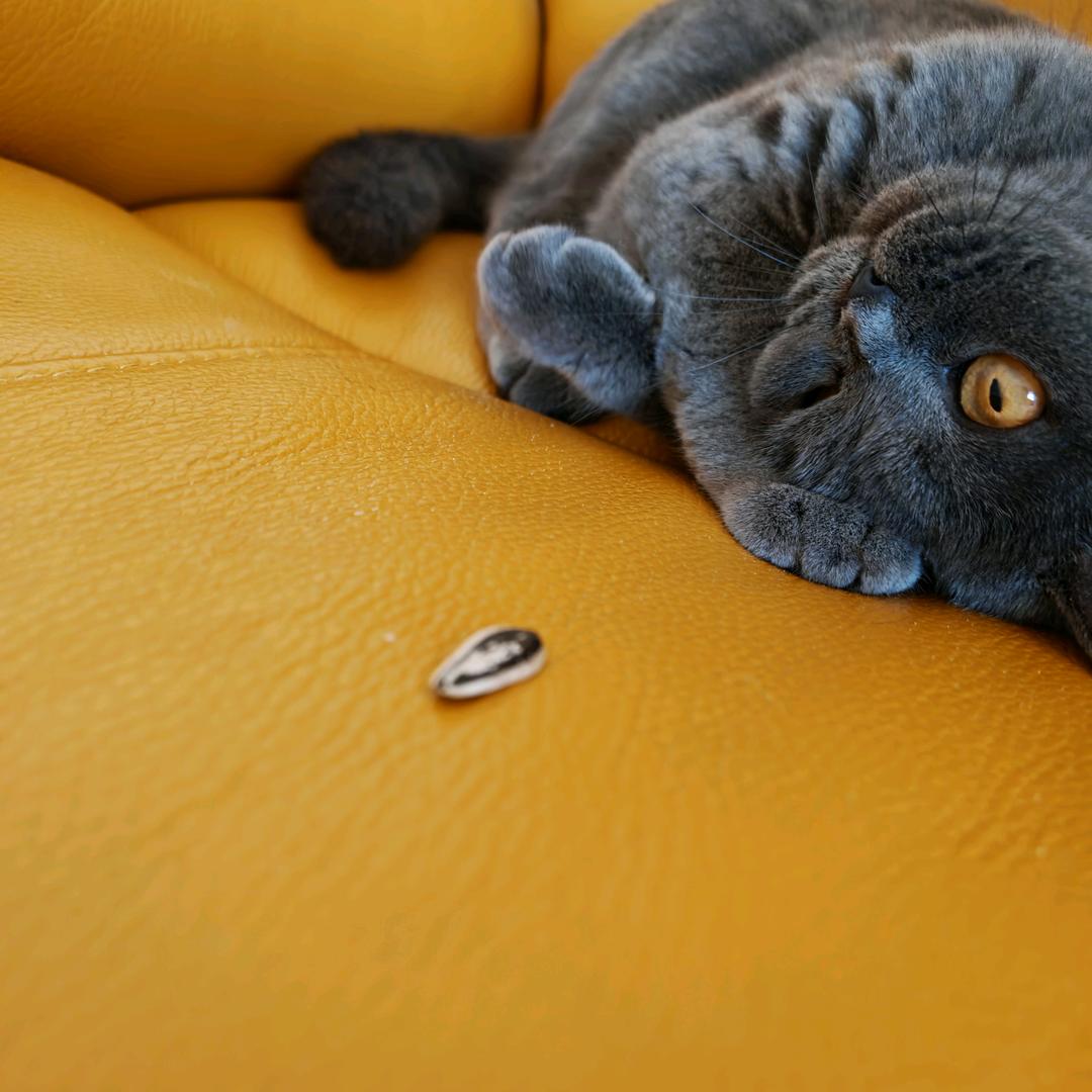 🫑你喜欢吃青椒🫑