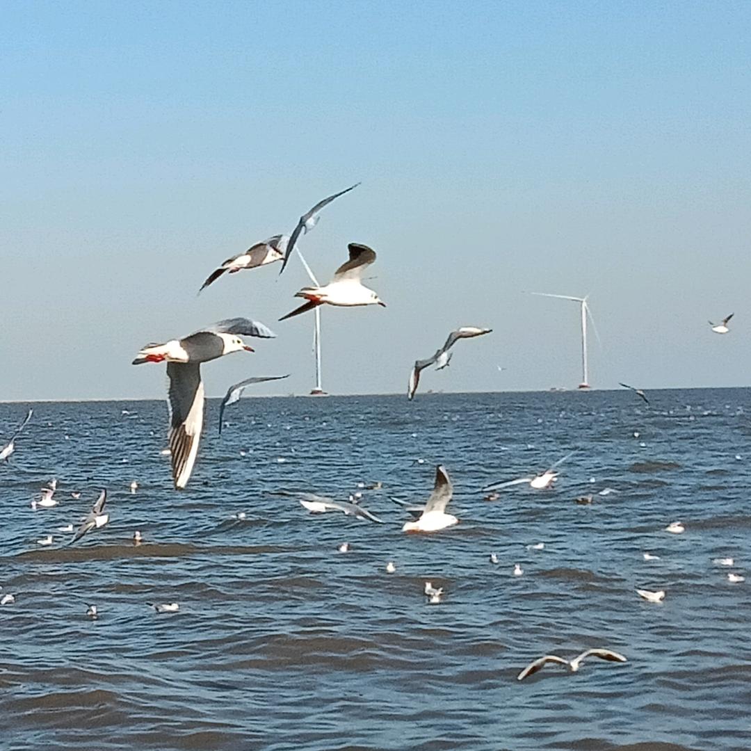 龙荔大Alice壮赴浙月