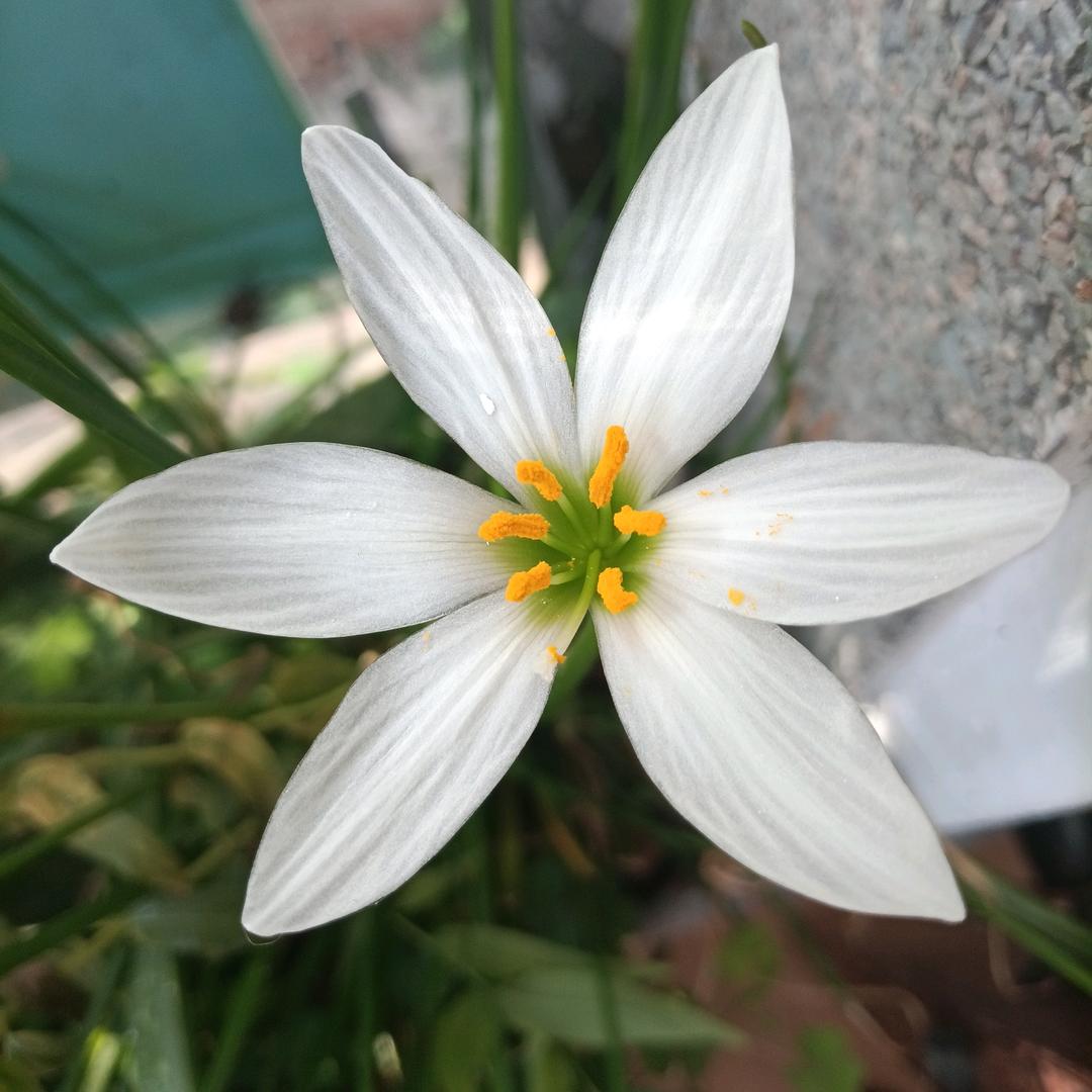 山雨欲来风满楼