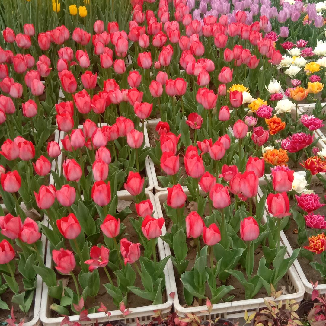 我是威宁小哥哥