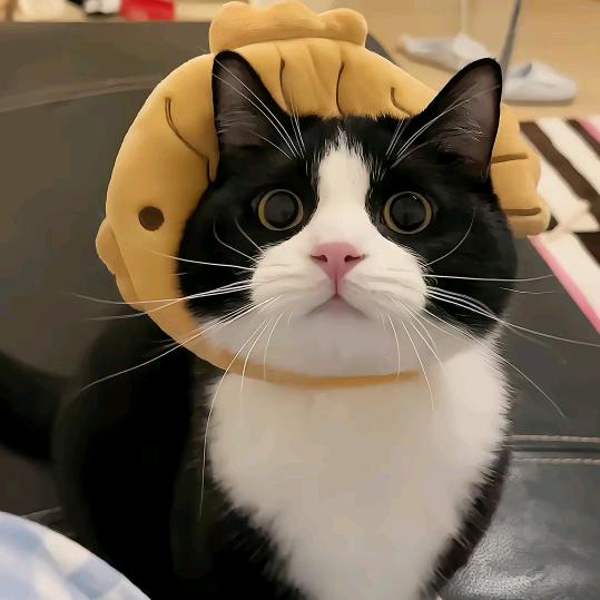 摘晨星.